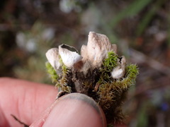 Peltigera hymenina