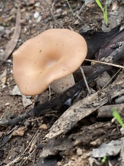 Singerocybe