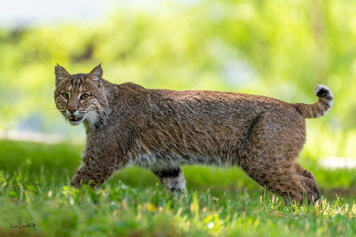 Bobcat photographed in Missouri