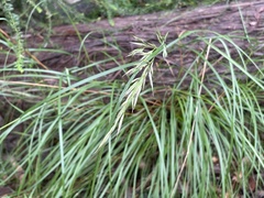 Rytidosperma longifolium