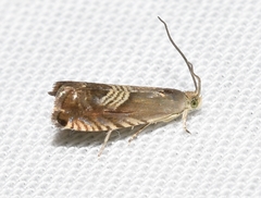 Grapholita delineana