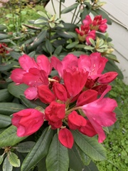 Rhododendron