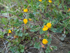 Acmispon wrangelianus