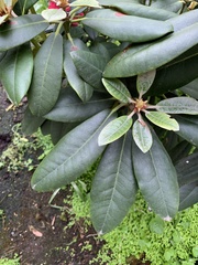 Rhododendron