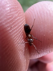 Liometopum apiculatum