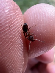 Liometopum apiculatum