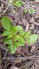 Valeriana occidentalis