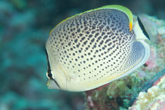 Chaetodon guttatissimus