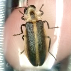 Photuris frontalis