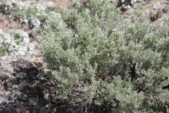 Artemisia arbuscula