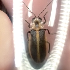 Photuris frontalis