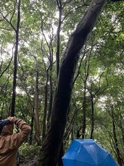 Alniphyllum pterospermum