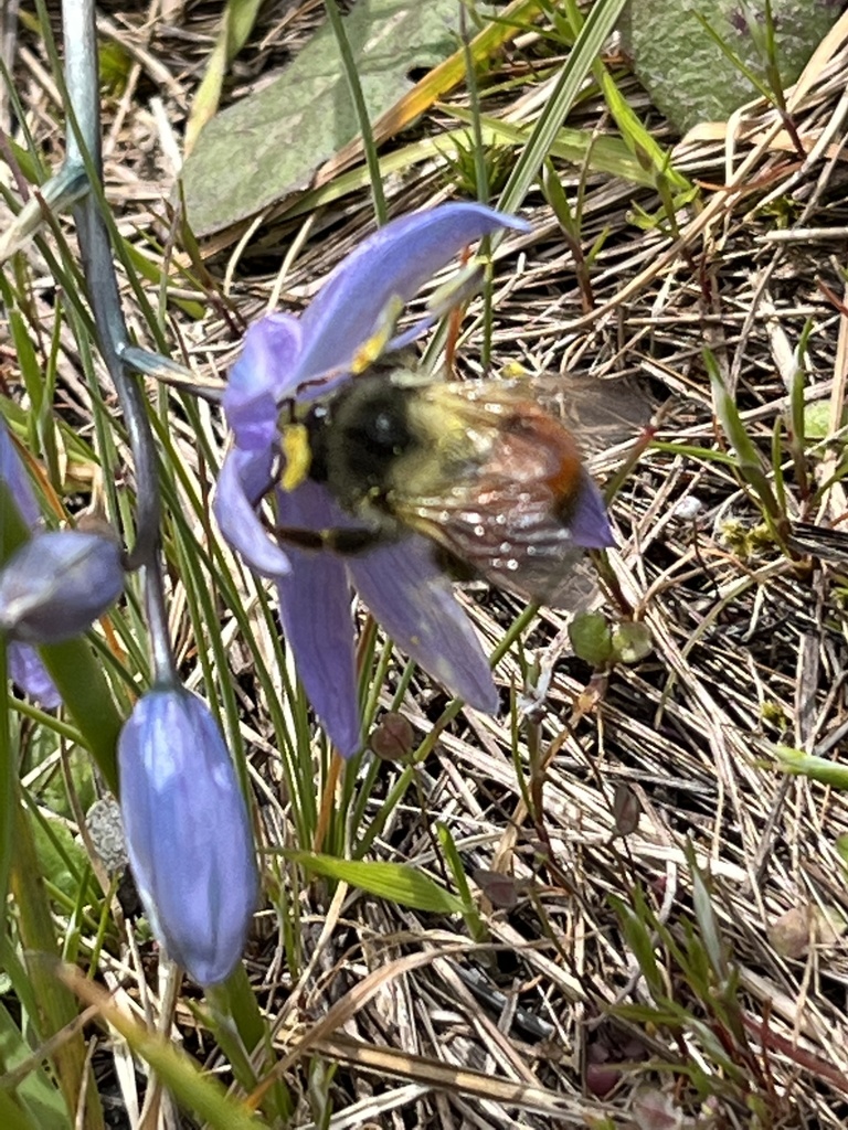 Black-tailed Bumble Bee from Olympia, WA, US on May 13, 2022 at 12:44 ...