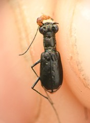 Cicindela abdominalis