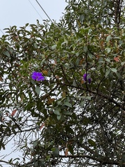 Andesanthus