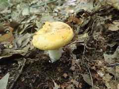 Cantharellus phasmatis