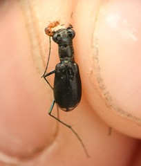 Cicindela abdominalis