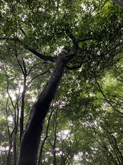 Alniphyllum pterospermum