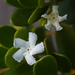 Alyxia buxifolia - Photo (c) sunphlo,  זכויות יוצרים חלקיות (CC BY-NC-ND)