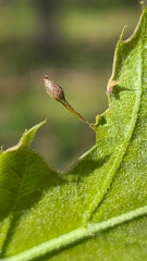 Callirhytis pedunculata