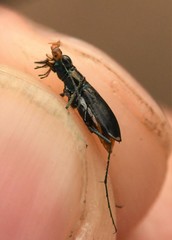 Cicindela abdominalis