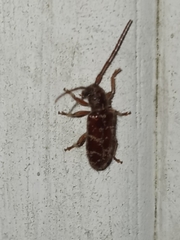 Eupogonius tomentosus