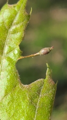 Callirhytis pedunculata