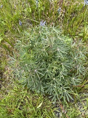 Lupinus albicaulis