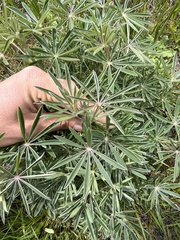 Lupinus albicaulis