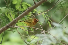 Setophaga petechia aequatorialis
