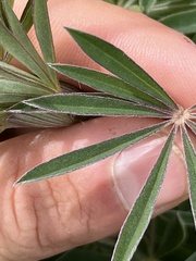 Lupinus albicaulis