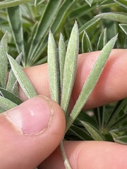 Lupinus albicaulis