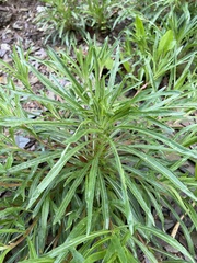 Oenothera argillicola