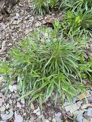 Oenothera argillicola