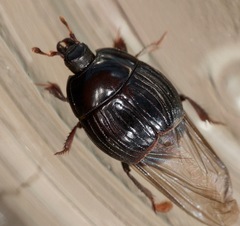 Margarinotus hudsonicus