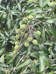 Litchi