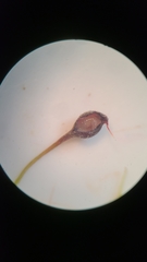 Callirhytis pedunculata