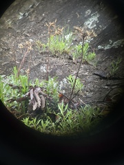 Oenothera argillicola
