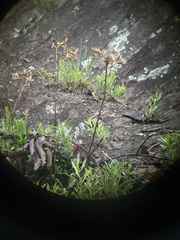 Oenothera argillicola