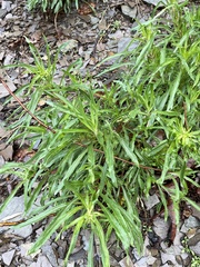 Oenothera argillicola
