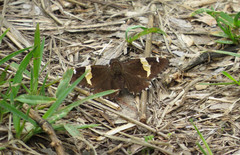 Thorybes pseudocellus