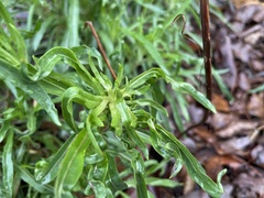 Oenothera argillicola