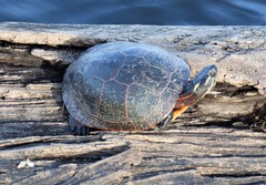 Chrysemys picta marginata