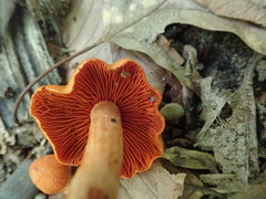 Cortinarius hesleri
