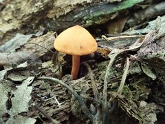 Cortinarius hesleri