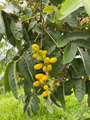 Senna viarum