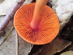 Cortinarius hesleri