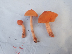 Cortinarius hesleri
