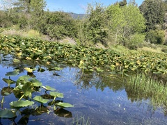 Botaurus