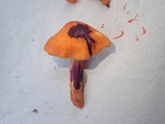 Cortinarius hesleri